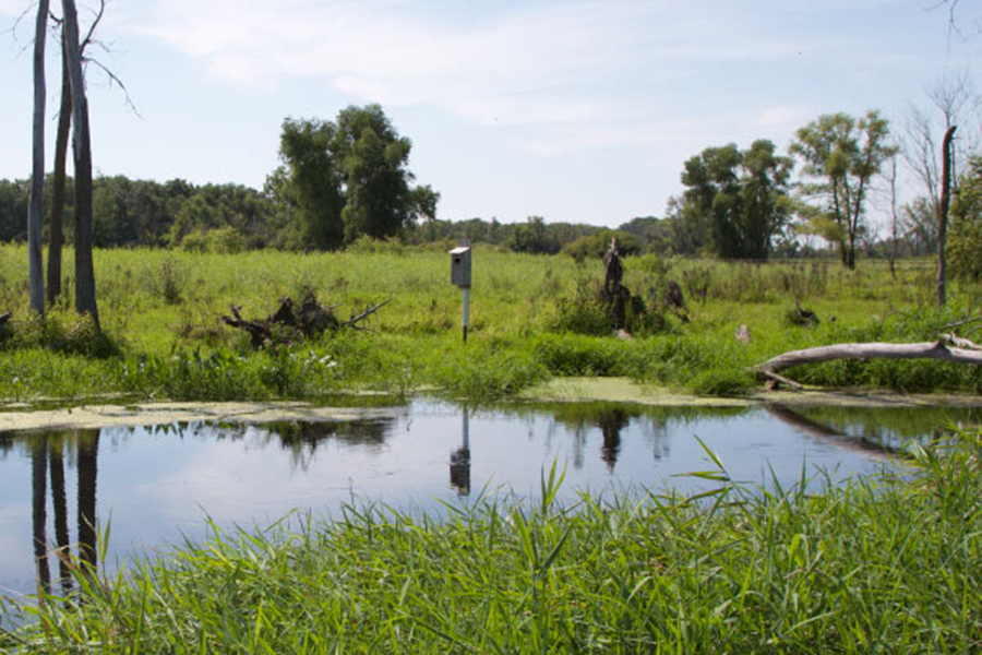 An image of Koshkonong Creek. Green grass grows on either side of the creek.