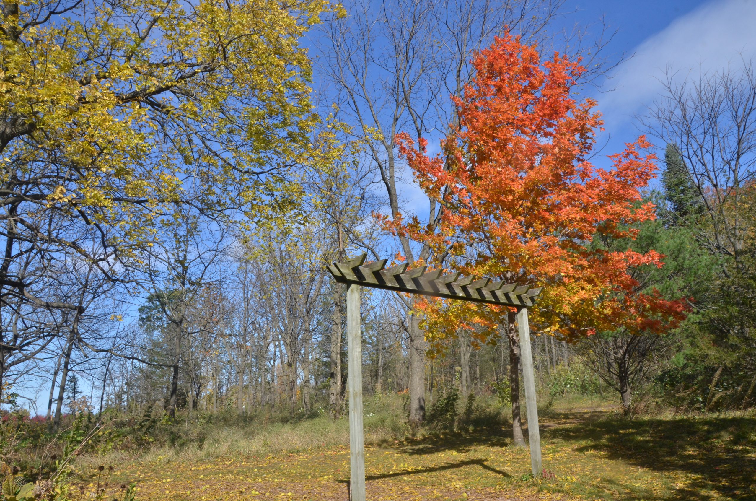 Fall colors were on full display during a visit to Outagamie County's Mosquito Hill Nature Center. Trees are in the background and a pergola is in the foreground.