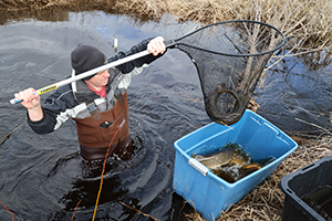 A person wearing waders stands waist deep in water raising a large net on a pole above his head. The net with pike fish hangs over a blue bucket.